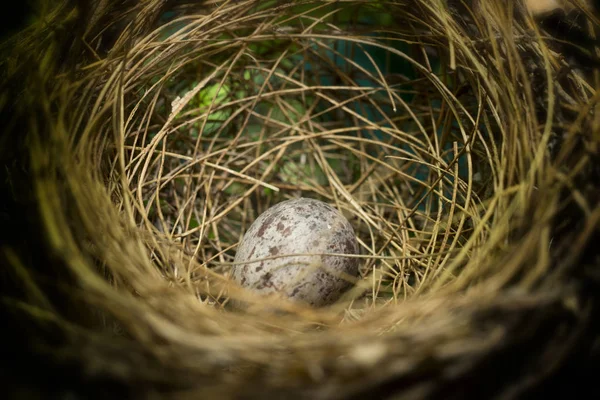 Гнездо птицы на дереве с яйцами — стоковое фото