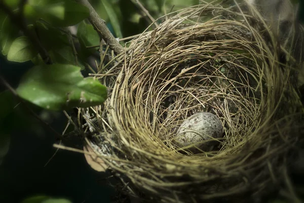 Nid d'oiseau sur l'arbre avec des œufs — Photo