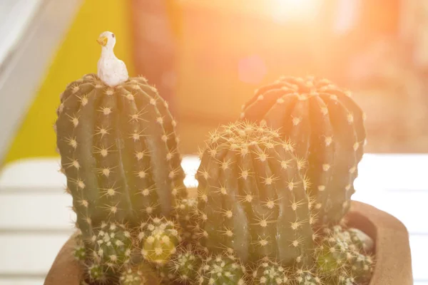Schöner verzweigter Kaktus — Stockfoto