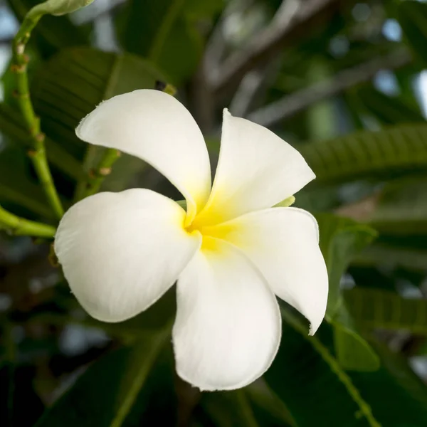 Plumeria kwiaty w rozkwicie — Zdjęcie stockowe