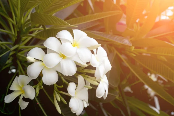 Plumeria kwiaty w rozkwicie — Zdjęcie stockowe