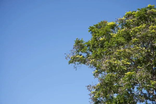 背景の青い空に緑の葉 — ストック写真