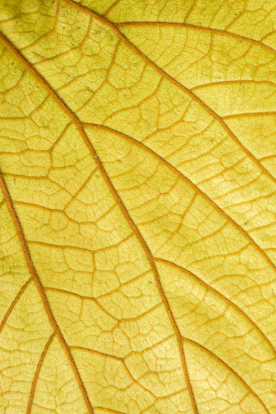 Fundo macro folha amarela — Fotografia de Stock