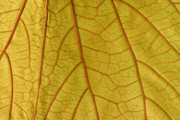 Yellow leaf macro background — Stock Photo, Image