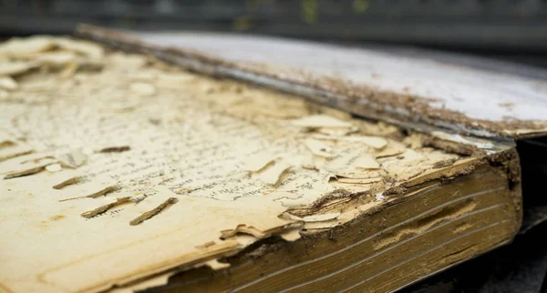 Boek beschadigd door termieten — Stockfoto