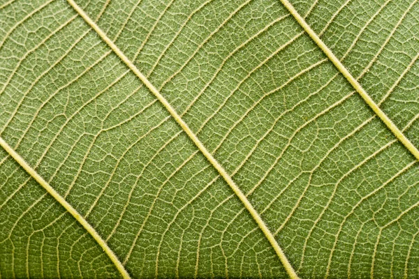 Πράσινο φύλλο μακροεντολών φόντο — Φωτογραφία Αρχείου