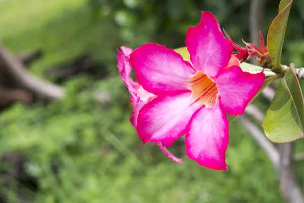 열 대 꽃 핑크 Adenium 사막 로즈 — 스톡 사진