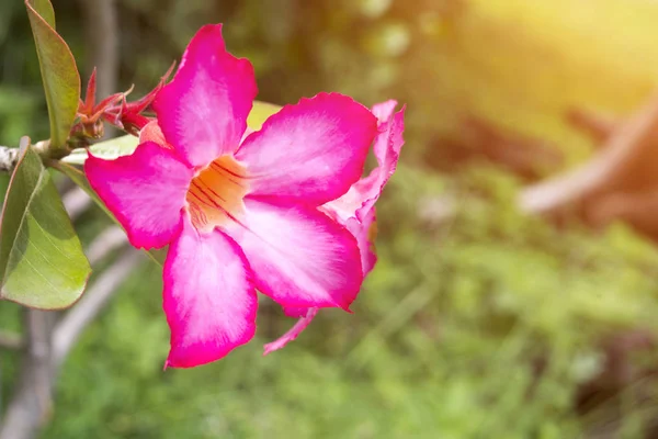 Flor tropical Rosa Adenium Desert Rose — Fotografia de Stock