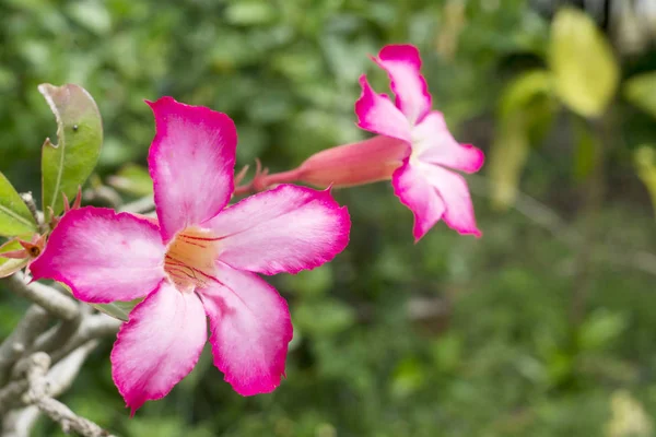 Tropical flower Pink Adenium Desert Rose — Stock Photo, Image