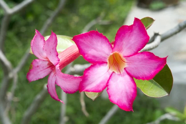 Tropische bloem roze Woestijnroos Desert Rose — Stockfoto