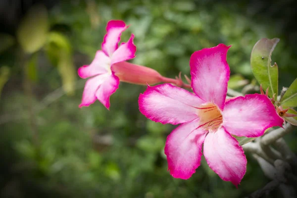 Tropische Blume rosa Adenium Wüstenrose — Stockfoto