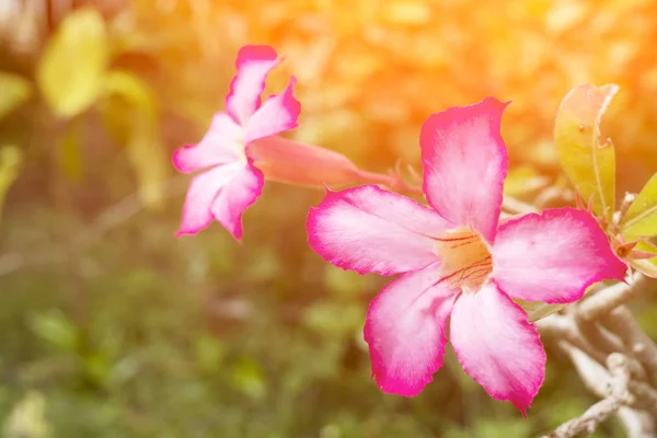 열 대 꽃 핑크 Adenium 사막 로즈 — 스톡 사진