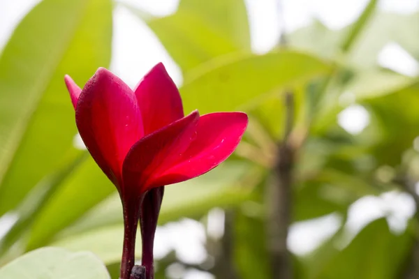 Graden a piros plumeria virágok — Stock Fotó