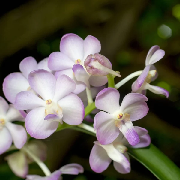 Fialová, růžová větev orchidej květiny — Stock fotografie