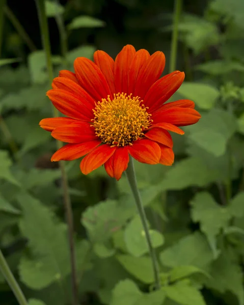 Fiori rossi e polline giallo in giardino — Foto Stock