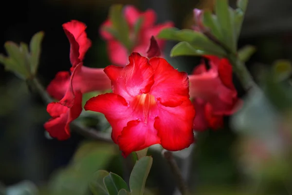 Röd Adenium obesum träd, Desert Rose, Impala Lily — Stockfoto