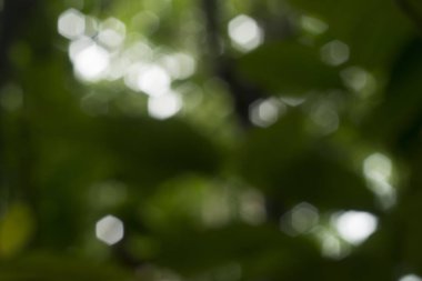 Yeşil soyut bokeh doğa arka plan