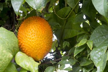 Gac meyvesi ağaçta olgunlaştı.. 