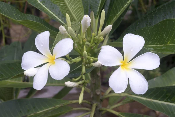 Plumeria biała piękne tropikalne kwiaty po deszczu — Zdjęcie stockowe