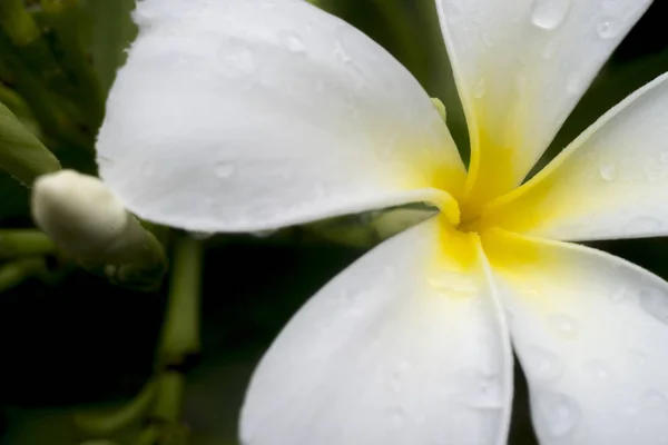 Plumeria bianca bellissimi fiori tropicali dopo la pioggia — Foto Stock