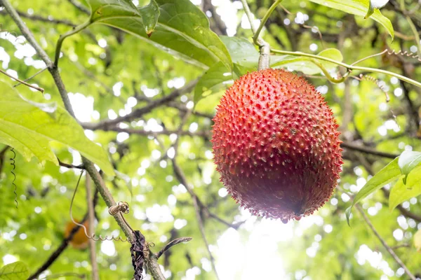 Gac fruit is rijp op de boom. — Stockfoto