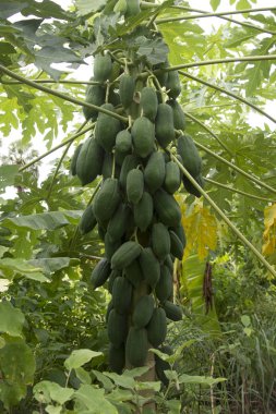 Meyveli taze papaya ağacı.