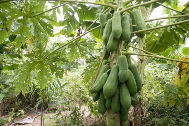 Meyveli taze papaya ağacı.