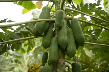 Meyveli taze papaya ağacı.