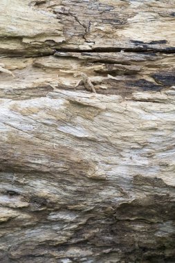 Ölü ağaç doku arka plan, ahşap