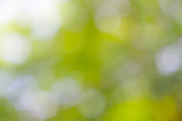 Blur focus of leaf, bokeh, background texture. — Stock Photo, Image