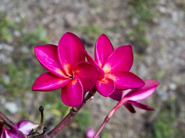 Piros Plumeria gyönyörű trópusi (Rózsa ) — Stock Fotó