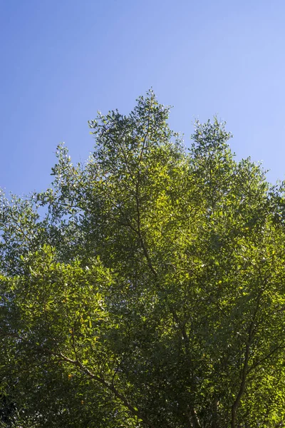 Gröna träd och blå himmel. — Stockfoto