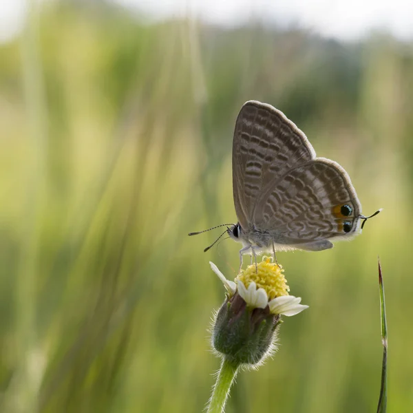 Close up de borboleta em flores de grama . — Fotografia de Stock