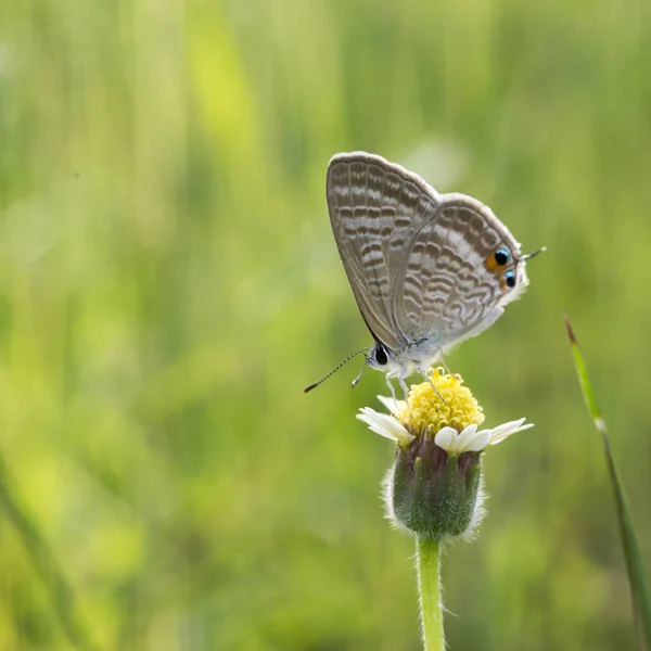 Primer plano de la mariposa en flores de hierba . —  Fotos de Stock