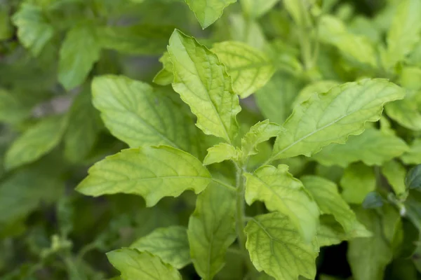 Hojas de albahaca o tulipanes en el jardín — Foto de Stock