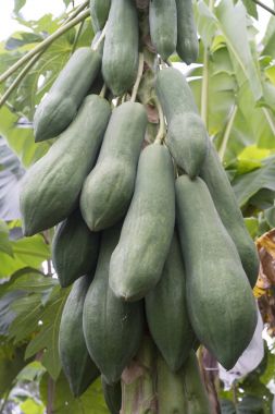 Olgun ve ham papaya graden ağaç üzerinde.