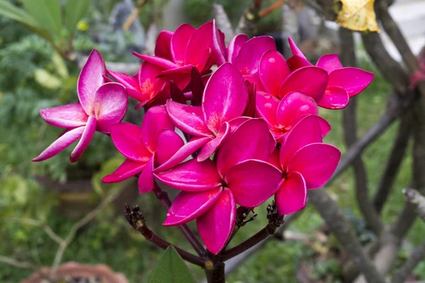 Röd Plumeria vackra tropiska (Frangipani blomma ) — Stockfoto