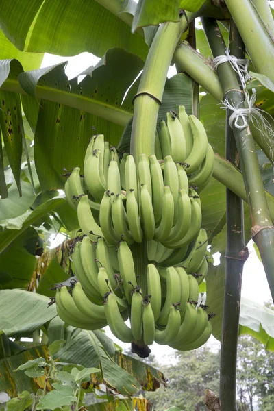 Bunch of bananas on the banana plant — Stock Photo, Image