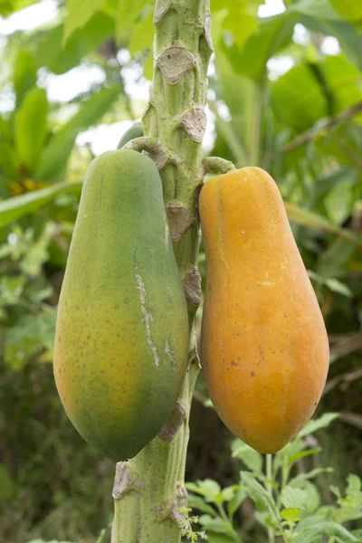 Rijp en ruwe papaya op de boom in graden. — Stockfoto