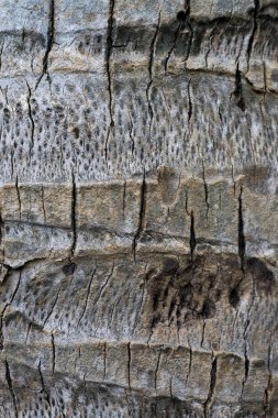 Hindistan cevizi hurma ağacı dokusuna yakın çekim