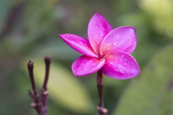 Röd Plumeria vackra tropiska (Frangipani blomma ) — Stockfoto