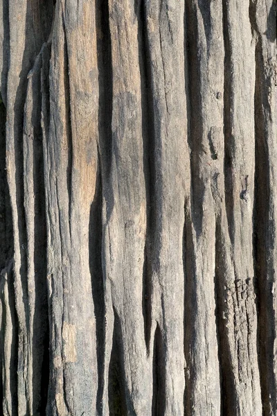 Textura de madera vieja fondo, macro disparo — Foto de Stock