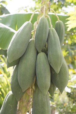 Olgun ve ham papaya graden ağaç üzerinde.