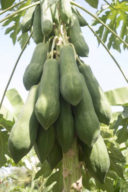 Olgun ve ham papaya graden ağaç üzerinde.