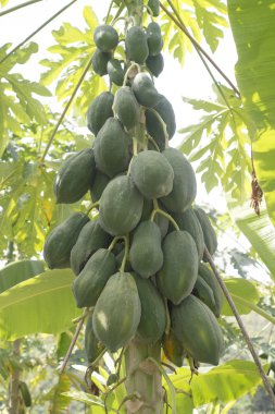 Olgun ve ham papaya graden ağaç üzerinde.