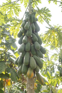 Olgun ve ham papaya graden ağaç üzerinde.