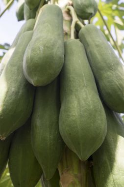 Olgun ve ham papaya graden ağaç üzerinde.