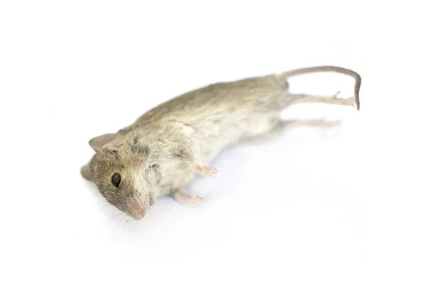 Dead rat isolated on a white background. — Stock Photo, Image