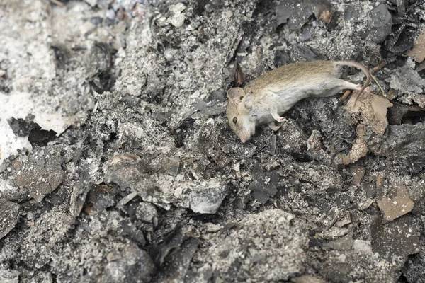 Rato morto isolado no fundo cinzas . — Fotografia de Stock