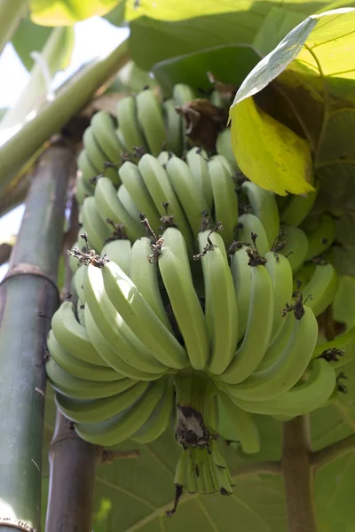 Bunch of bananas on the banana plant — Stock Photo, Image